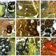 Microscopic images of coprolites (fossilized poop), including those from hyenas, wolves, and some unindentified species.